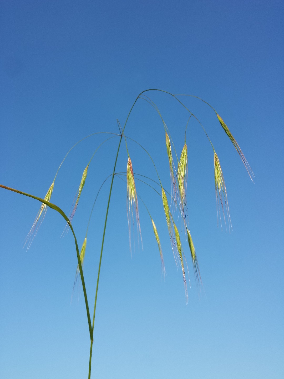 Костёр бесплодный (Bromus sterilis) - PictureThis