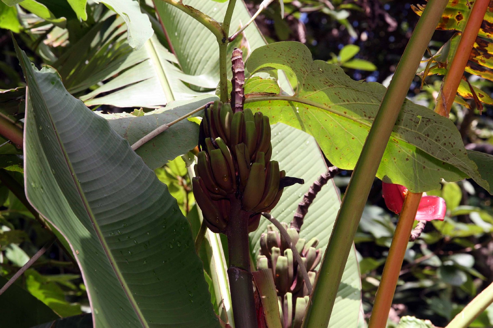 Heliconia Chartacea - PictureThis