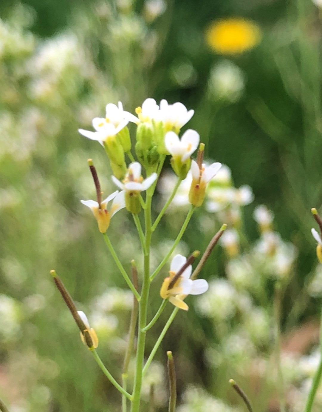 Sparaxis auriculata