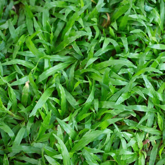 carpetgrass