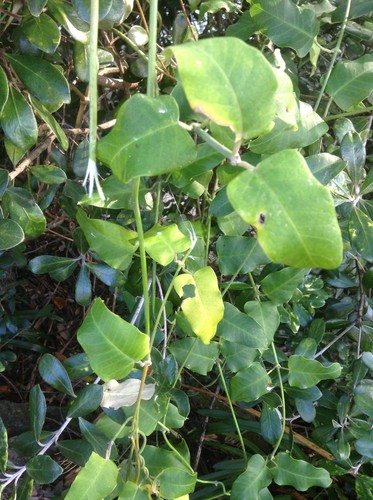 File:Moth trap in Araujia sericifera.jpg - Wikipedia