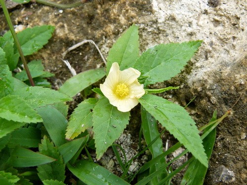 Sida ulmifolia - PictureThis