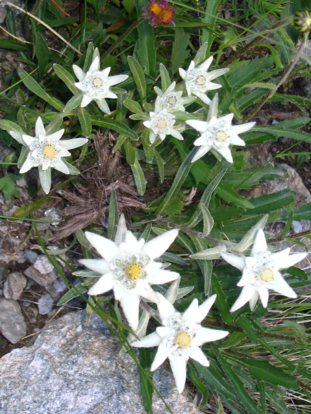 Stella alpina (Leontopodium nivale subsp. alpinum) - PictureThis