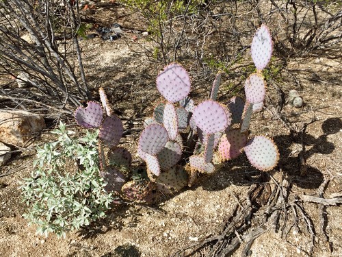 オプンチア・サンタリタ (Opuntia santa-rita) 花言葉，毒性，よくある