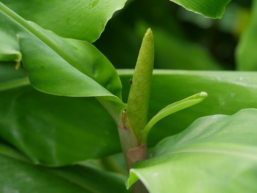 Hawaiian Yellow Kahili Ginger Plant Root ~ Grow Togo