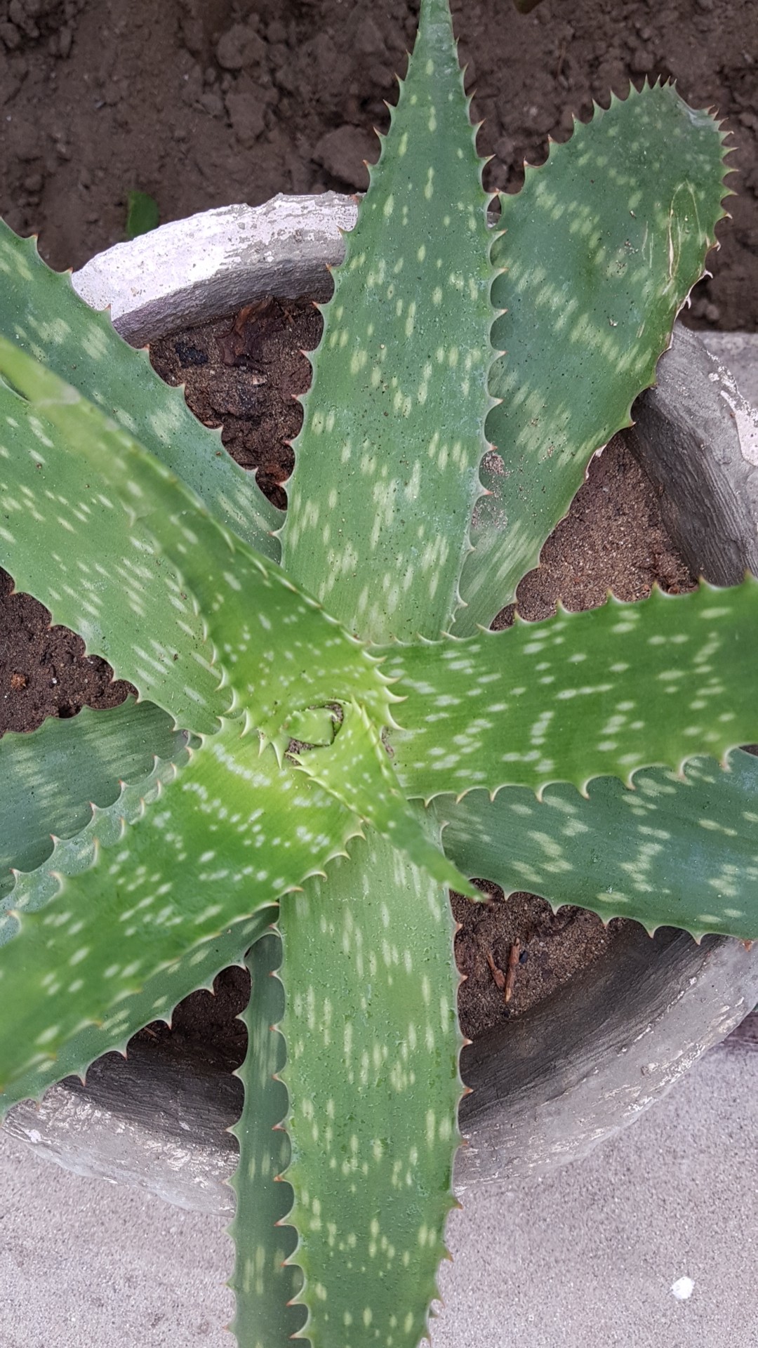 アロエ・マクラータの判定方法 (Aloe maculata)