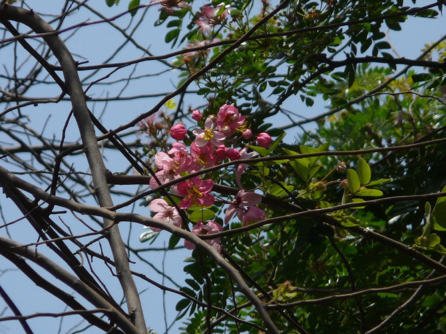 Cassia grandis - PictureThis