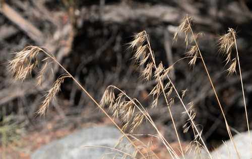 Brome des toits — Wikipédia