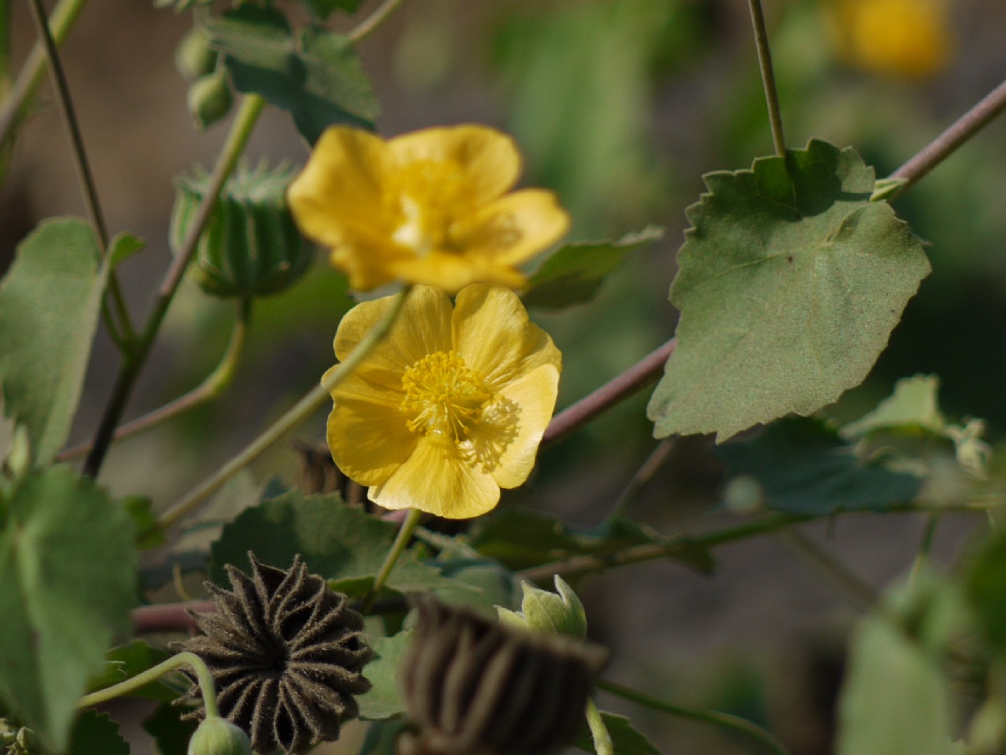 Канатник индийский (Abutilon indicum) - PictureThis