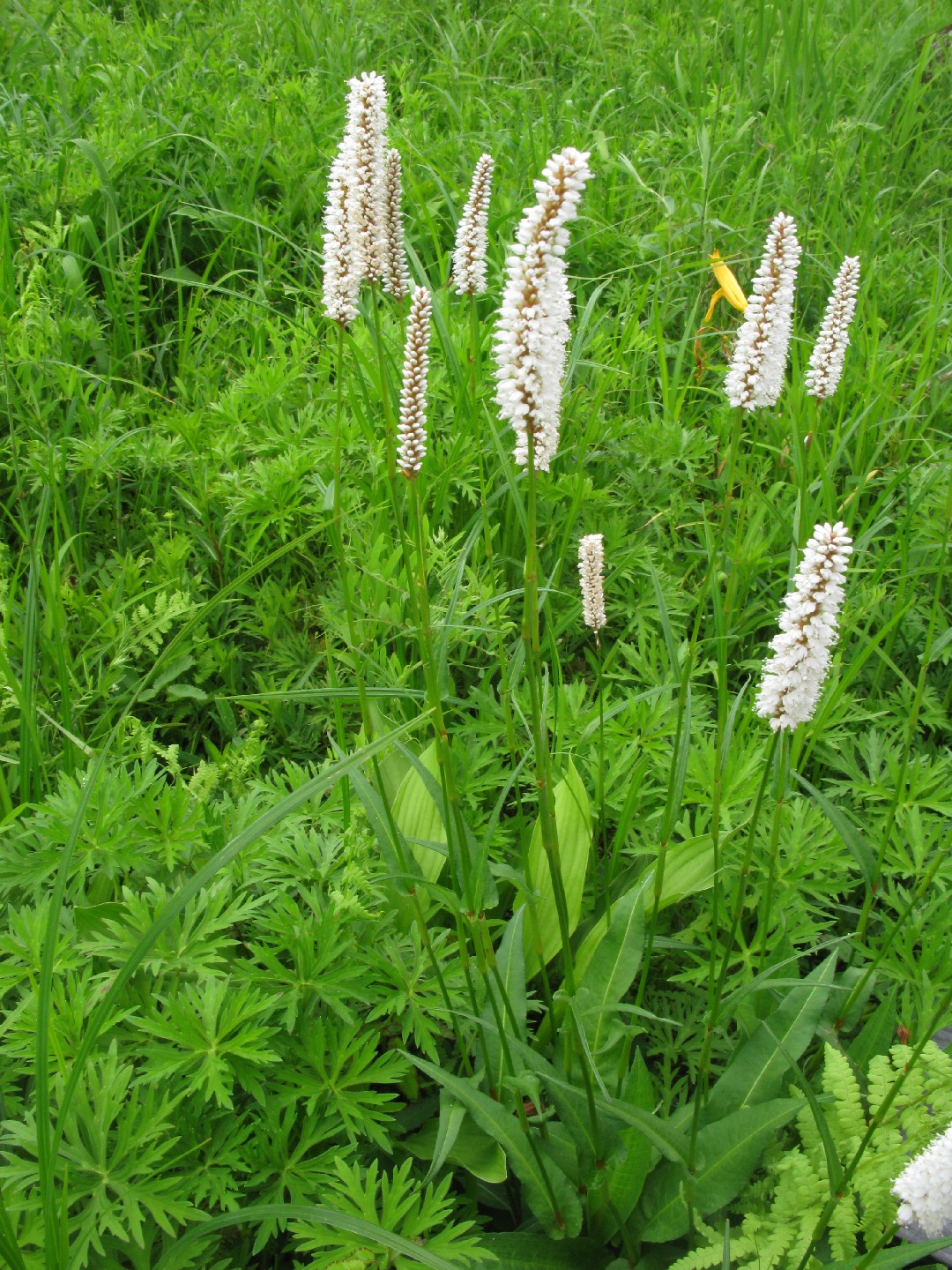 イブキトラノオ 伊吹虎の尾 Bistorta Officinalis 花言葉 毒性 よくある質問 Picturethis