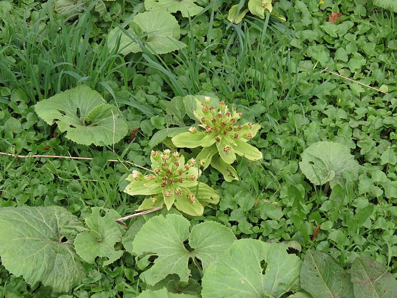 Белокопытник японский. Белокопытник Petasites japonicus variegatus. Petasites japonicus (Siebold & Zucc.) Maxim.. Petasites japonicus 'Nishiki-Buki'. Журнал "дивный сад" №2 от 2001г. Растение petasitas japonica GIGANTELA.