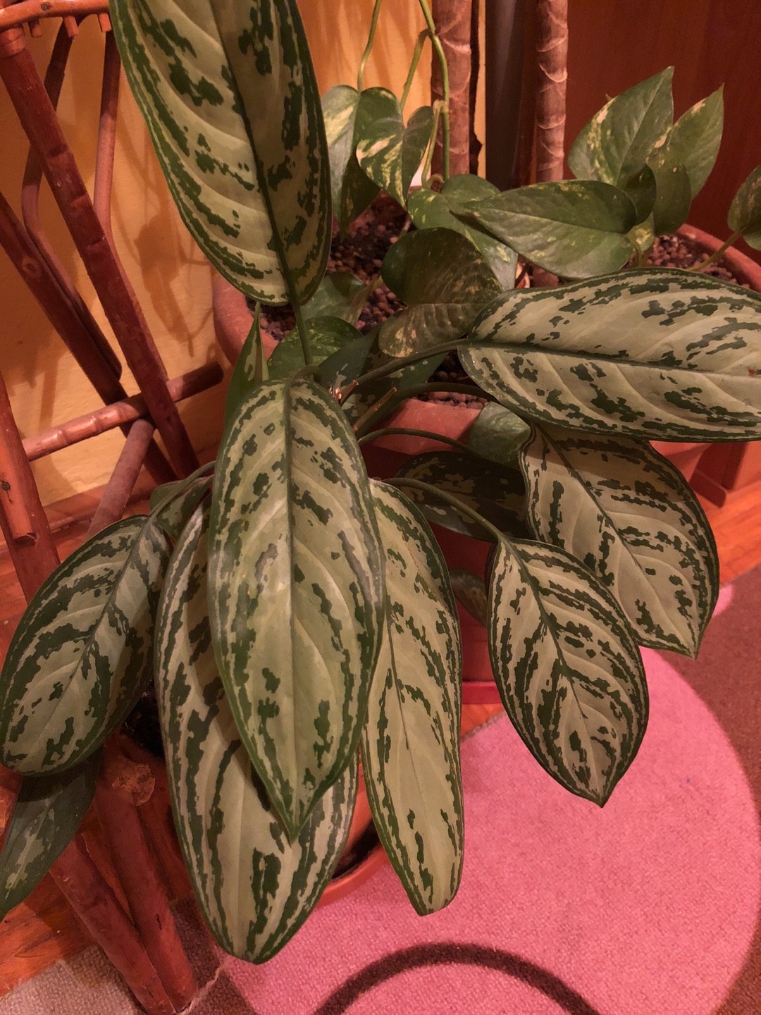 アグラオネマ・コンムタツムの判定方法 (Aglaonema commutatum)