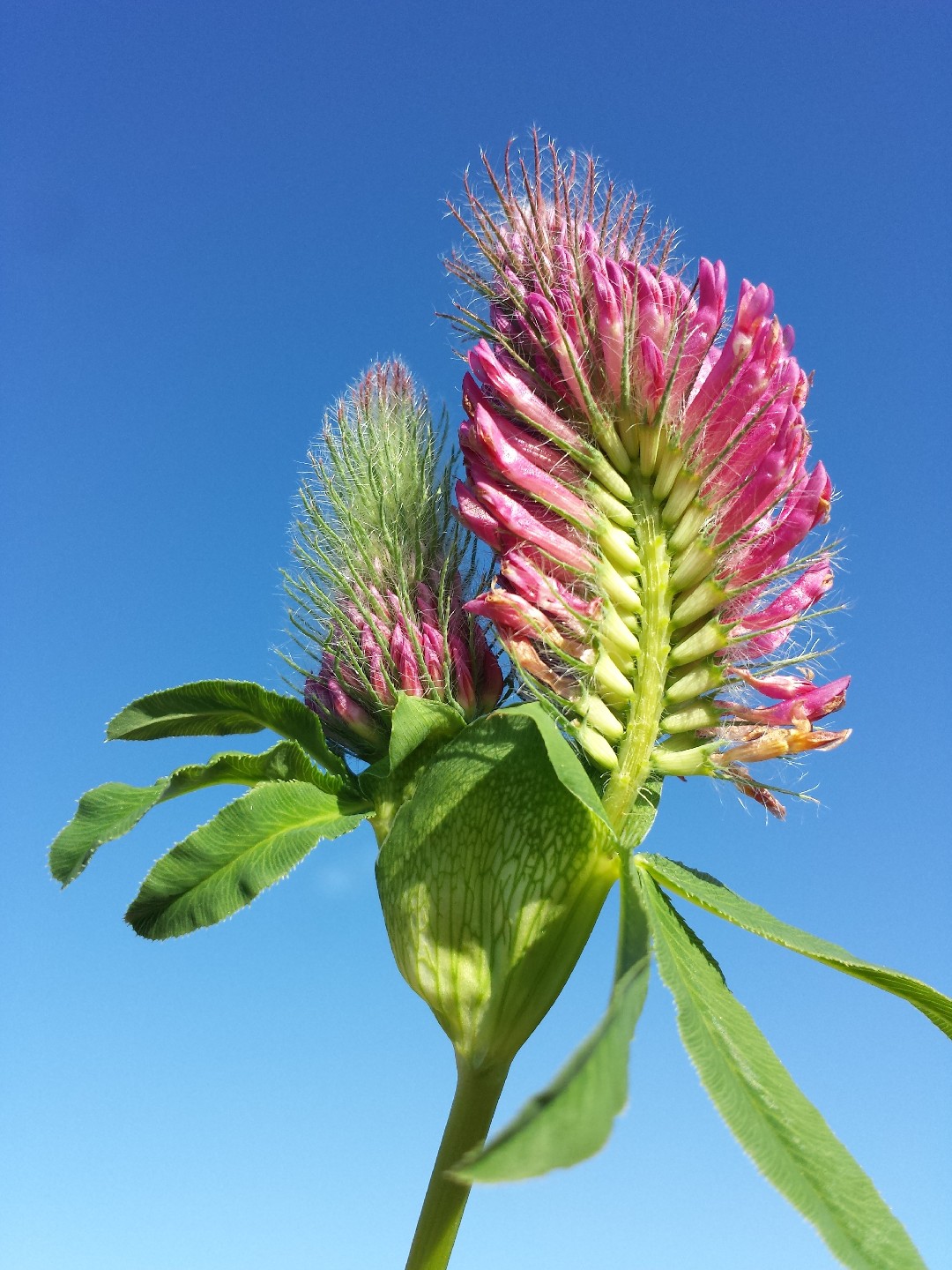 Клевер красный (Trifolium rubens) - PictureThis