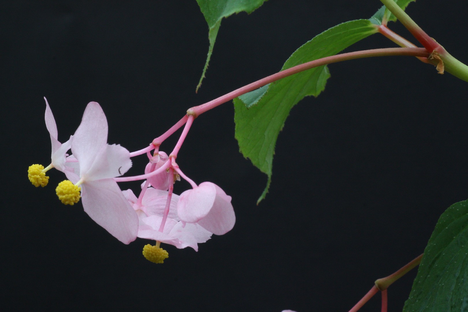 ベコニア風、秋海棠 - 観葉植物