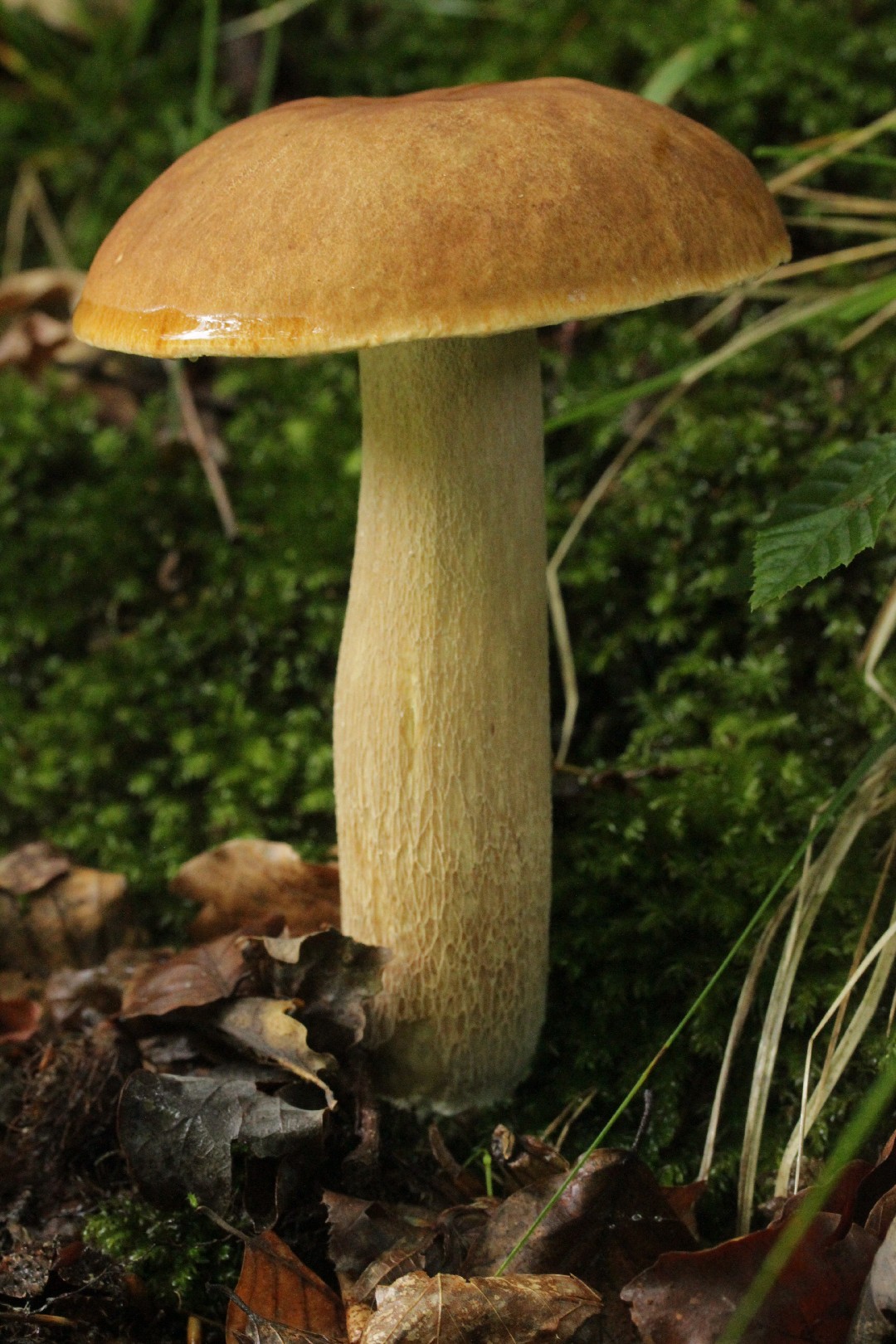 ヤマドリタケモドキ (Boletus reticulatus) 花言葉，毒性，よくある質問 - PictureThis