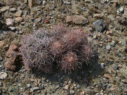 タイリュウカン（大竜冠） (Echinocactus polycephalus) - PictureThis