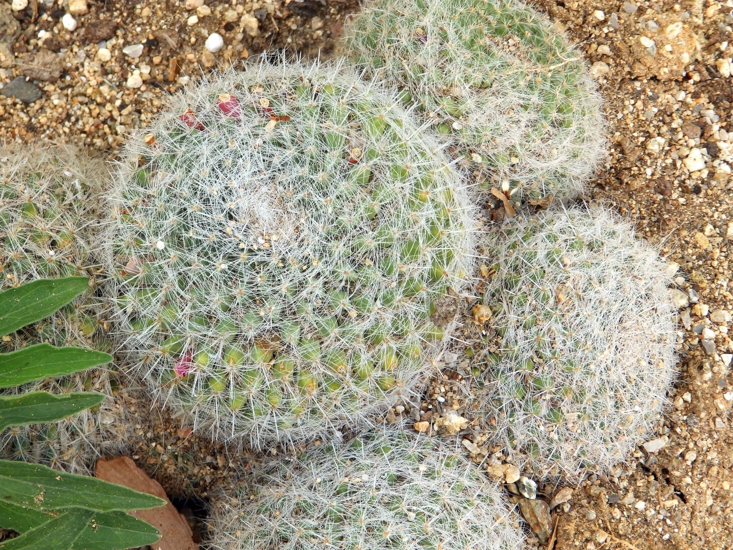 タマオキナ（玉翁） (Mammillaria hahniana) 花言葉，毒性，よくある