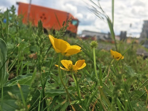 Почему Лютик на английском Buttercup