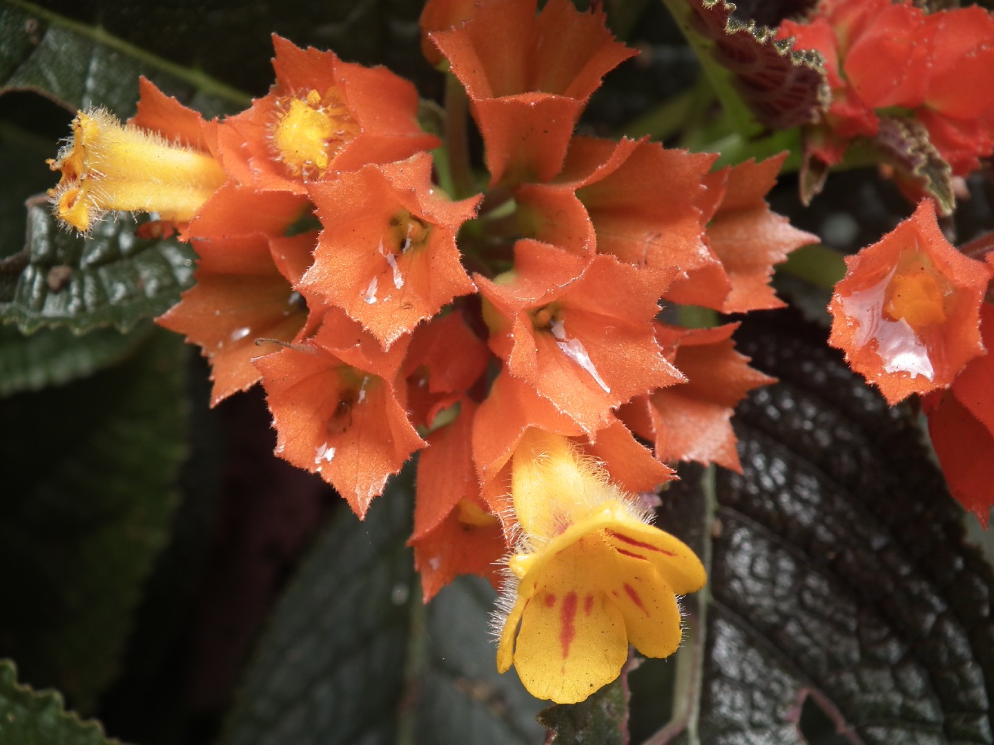 Begonia negra (Chrysothemis pulchella) - PictureThis