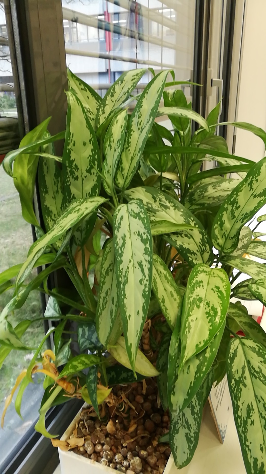 アグラオネマ・コンムタツムの判定方法 (Aglaonema commutatum)