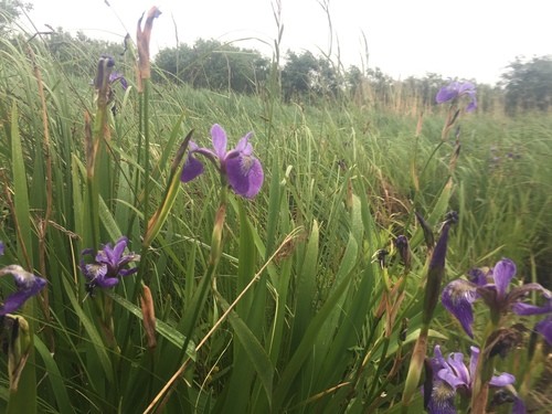 Ирис Iris versicolor