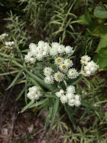 Dried Pearly Everlasting Flower Bunch