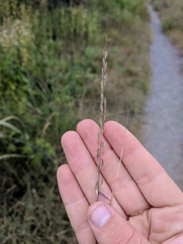 How to Plant and Grow Side-Oats Grama (Bouteloua curtipendula)