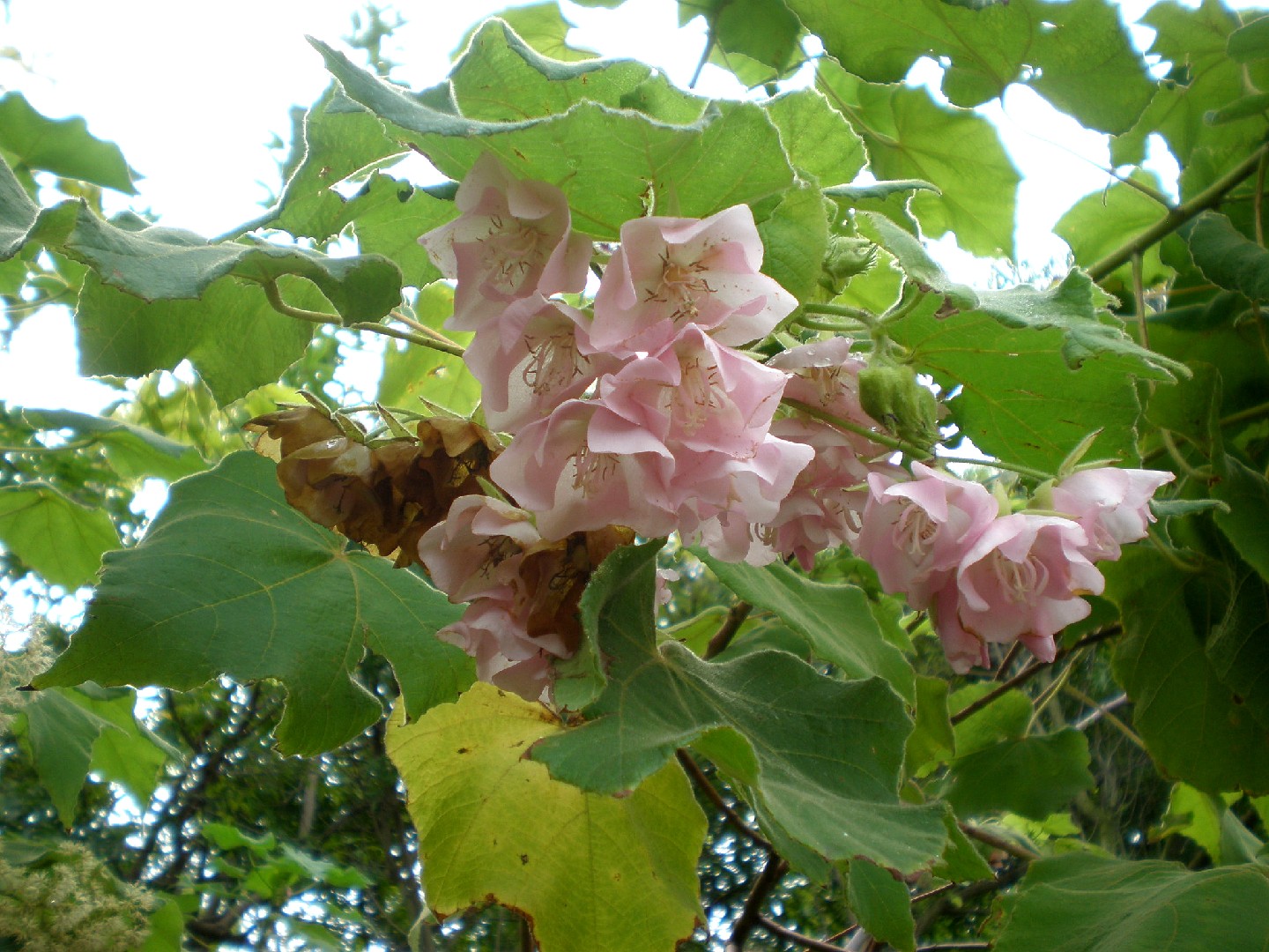 Домбея Берджесс (Dombeya burgessiae) - PictureThis