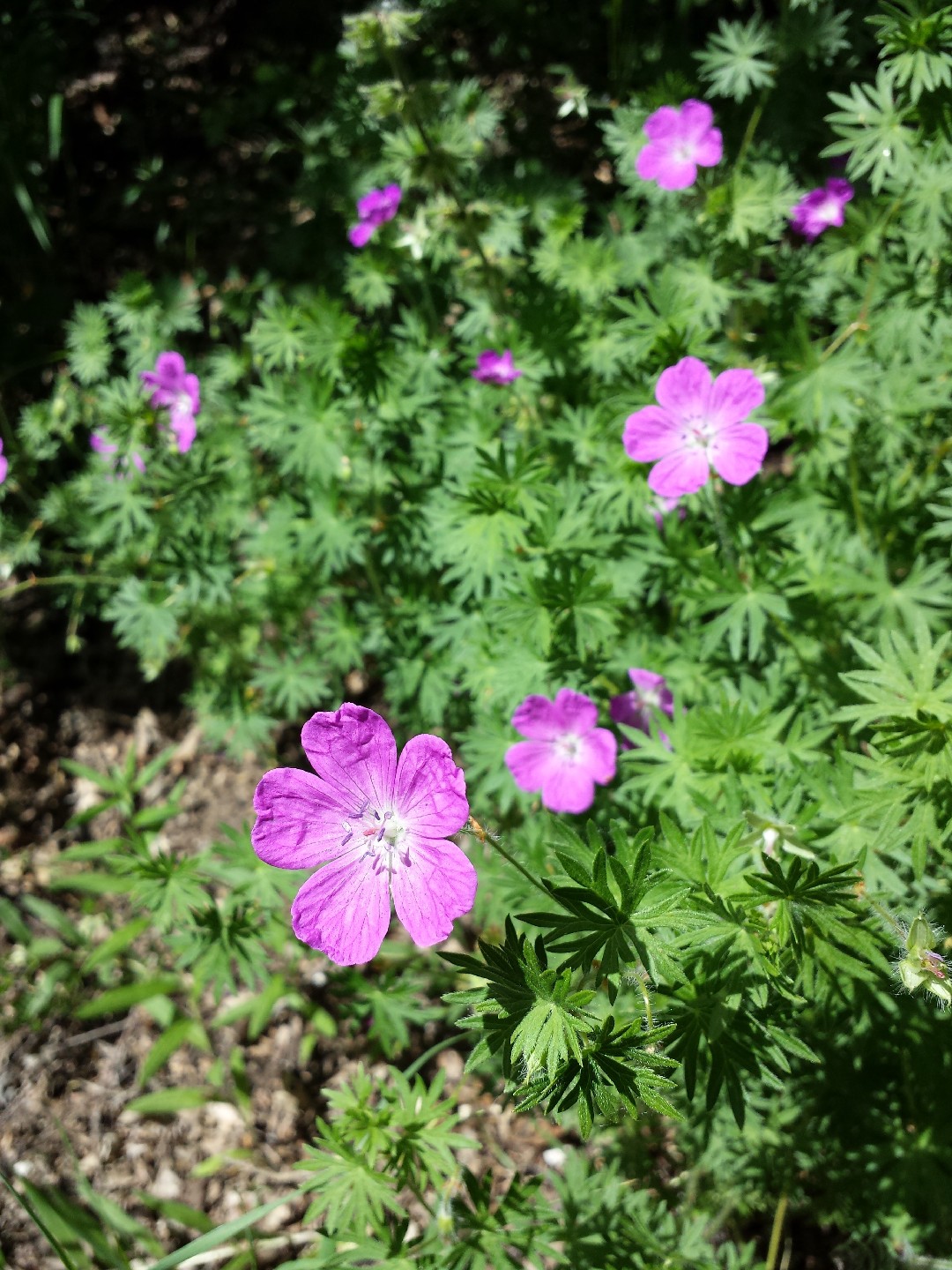 Герань кроваво-красная (Geranium sanguineum) - PictureThis