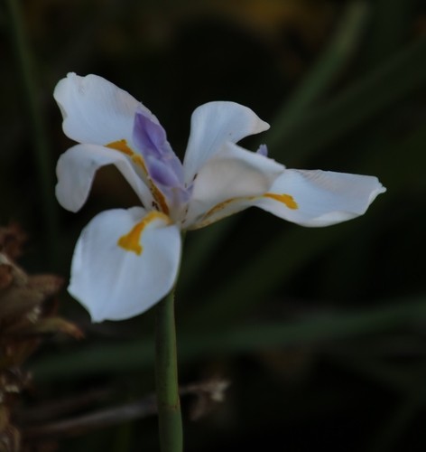 ディエテス・グランディフローラ (Dietes grandiflora) 花言葉，毒性，よくある質問 - PictureThis