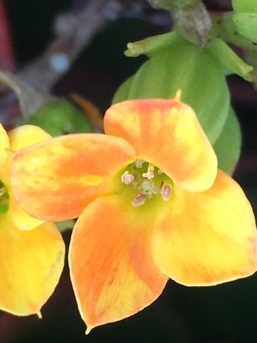 Kalanchoe Kalanchoe Blossfeldiana Picturethis