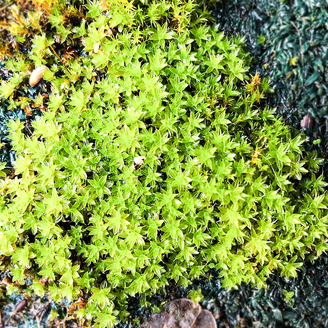 Twisted Moss Syntrichia Ruralis Terrarium Moss Ground Cover 