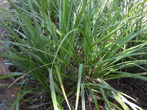 Kauri grass (Astelia trinervia) Flower, Leaf, Care, Uses - PictureThis