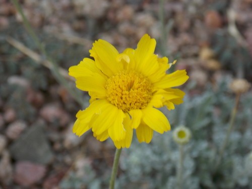 Desert Marigold (Baileya multiradiata) Flower, Leaf, Care, Uses ...