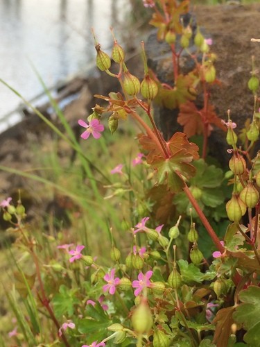 Wednesday Weed – Shining Cranesbill