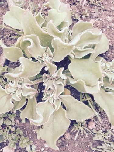 Anémona de tierra escarchada (Mesembryanthemum crystallinum) - PictureThis
