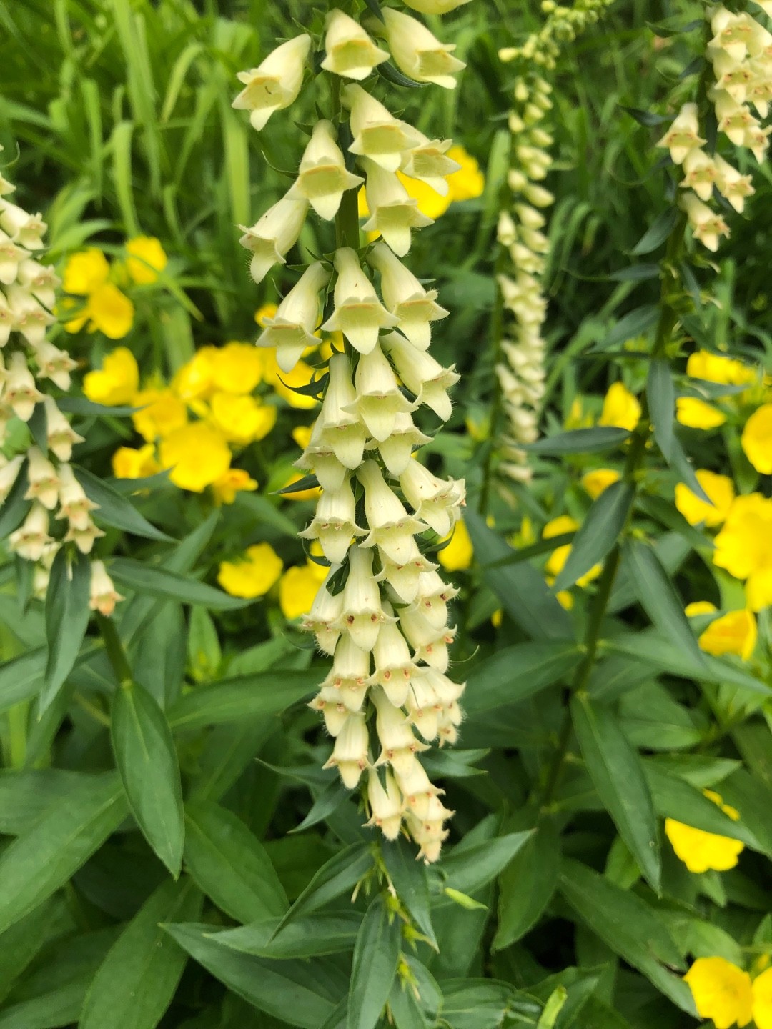 Digitalis lutea (Digitalis lutea) PictureThis