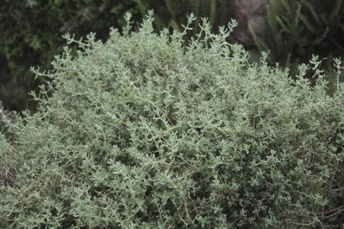 Rhagodia spinescens (Creeping Australian Saltbush)