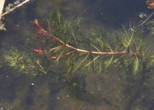 ホザキノフサモ (Myriophyllum Spicatum) 花言葉，毒性，よくある質問 - PictureThis