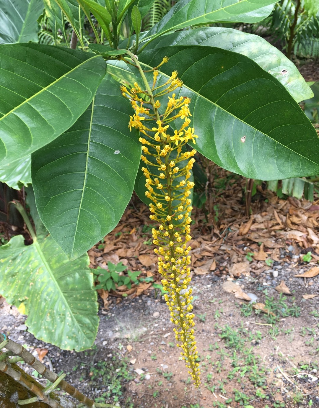 Is the golden chain tree poisonous? PictureThis