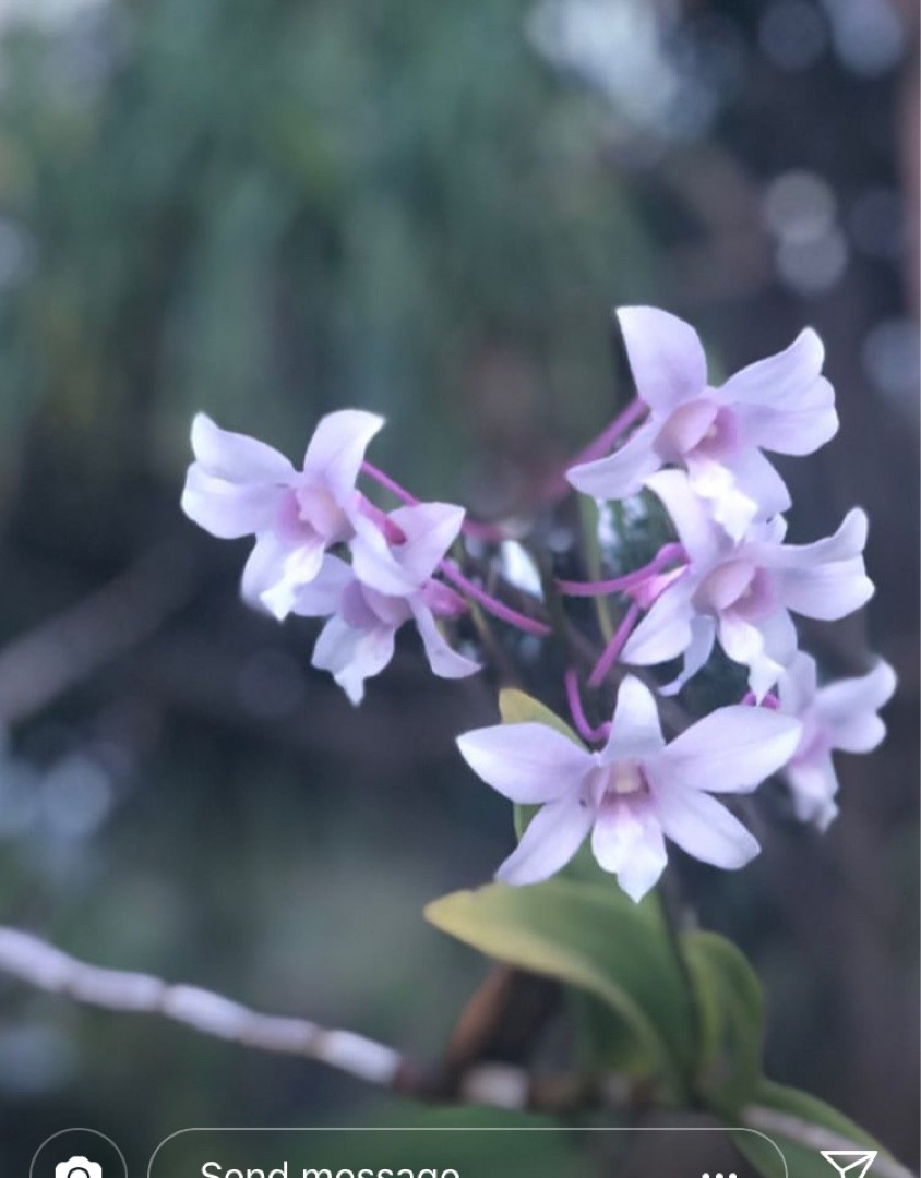 オナガエビネ (Calanthe sylvatica) 花言葉，毒性，よくある質問