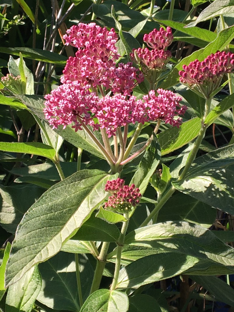 Ваточник мясо-красный (Asclepias incarnata) - PictureThis