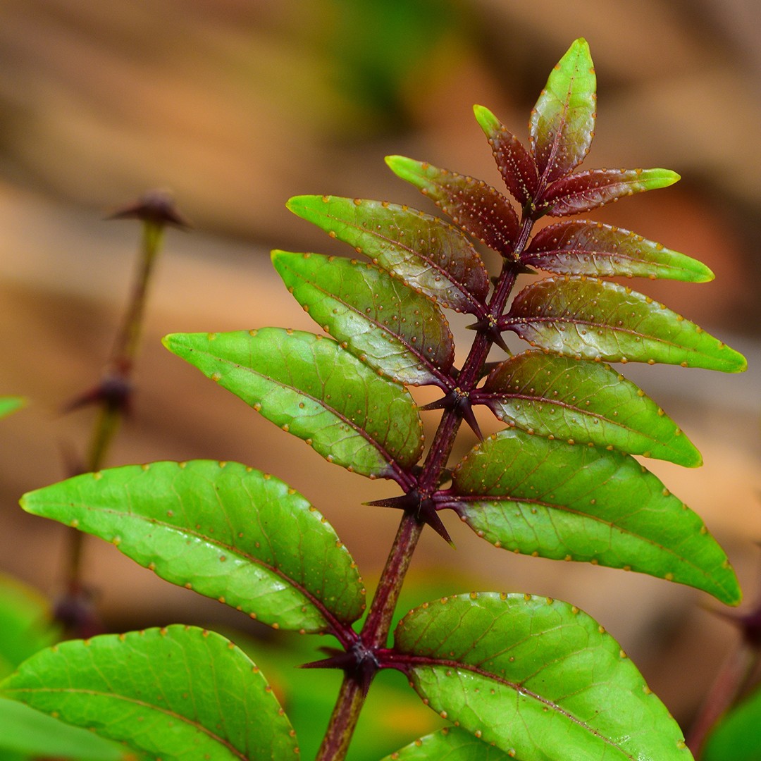 Ксантоксилум булава Геркулеса (Zanthoxylum clava-herculis) - PictureThis