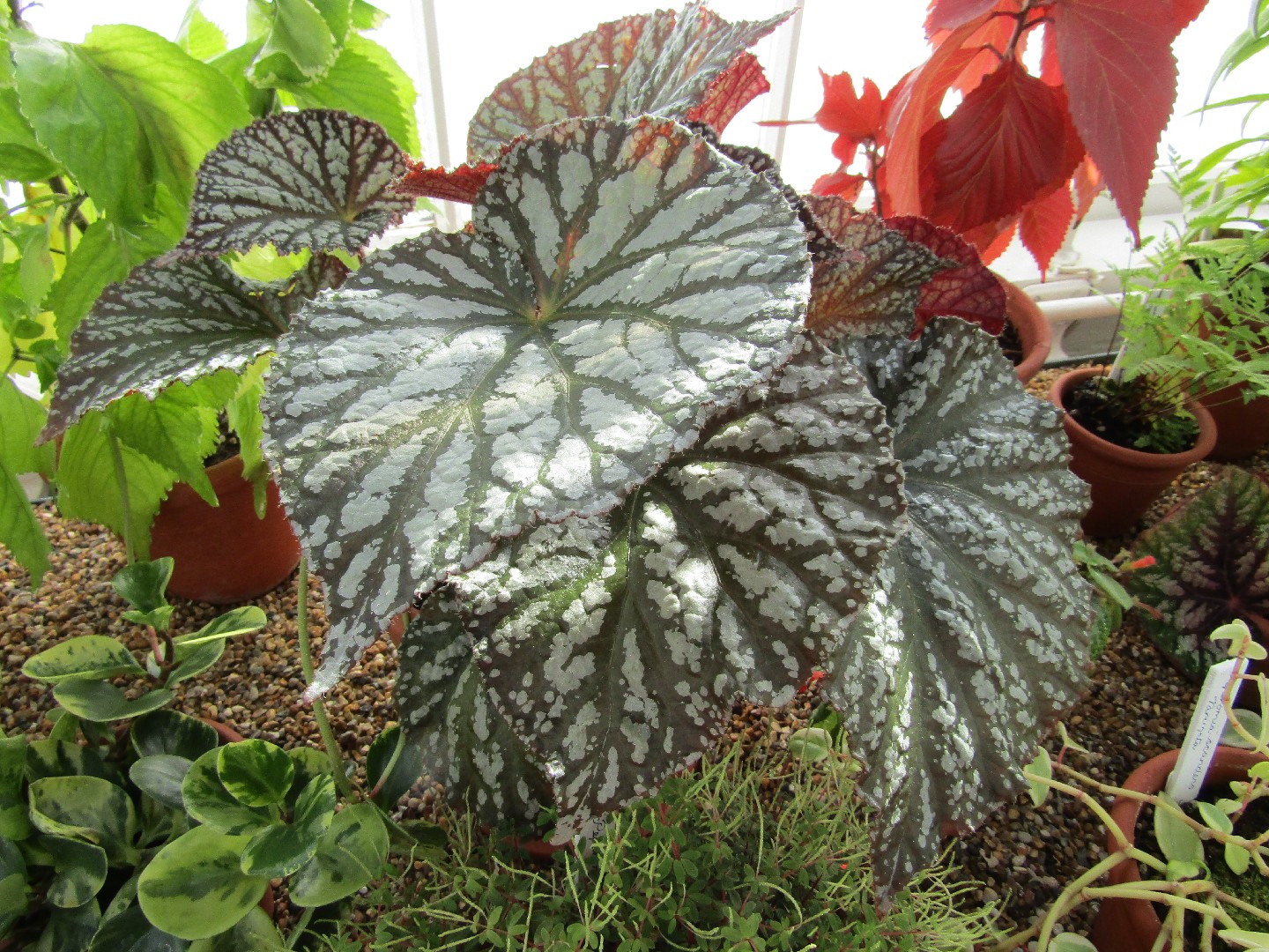 Begonia rex - PictureThis