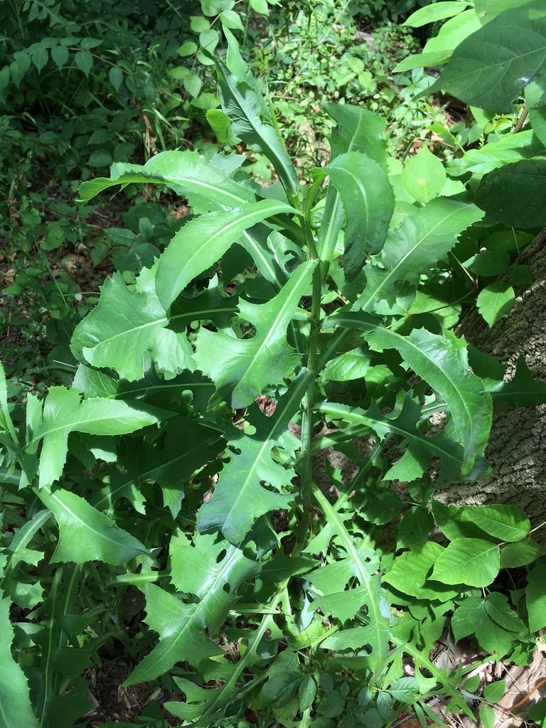 Canada lettuce (Lactuca canadensis) Flower, Leaf, Care, Uses PictureThis