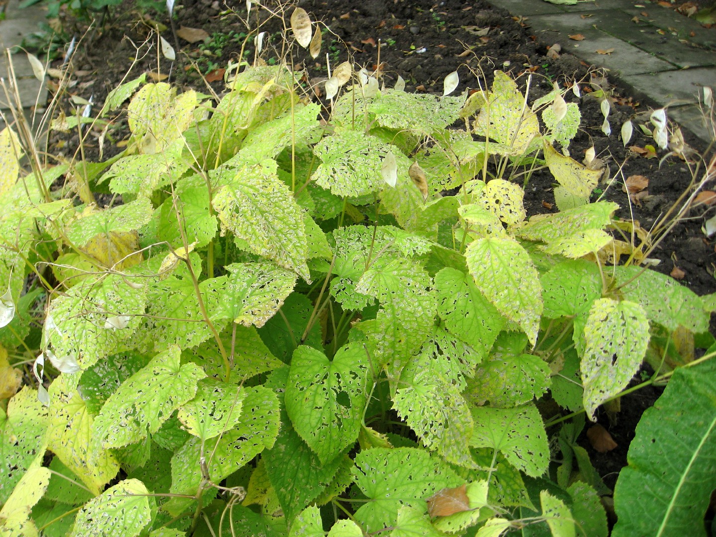 Лунник оживающий (Lunaria rediviva) - PictureThis