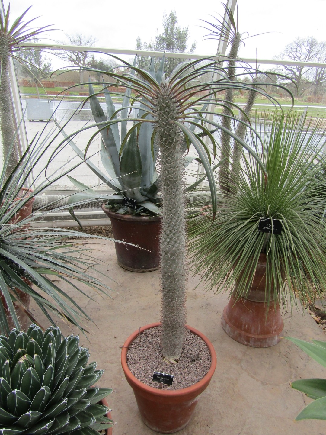 Pachypodium lamerei, palmier de Madagascar : entretien, culture