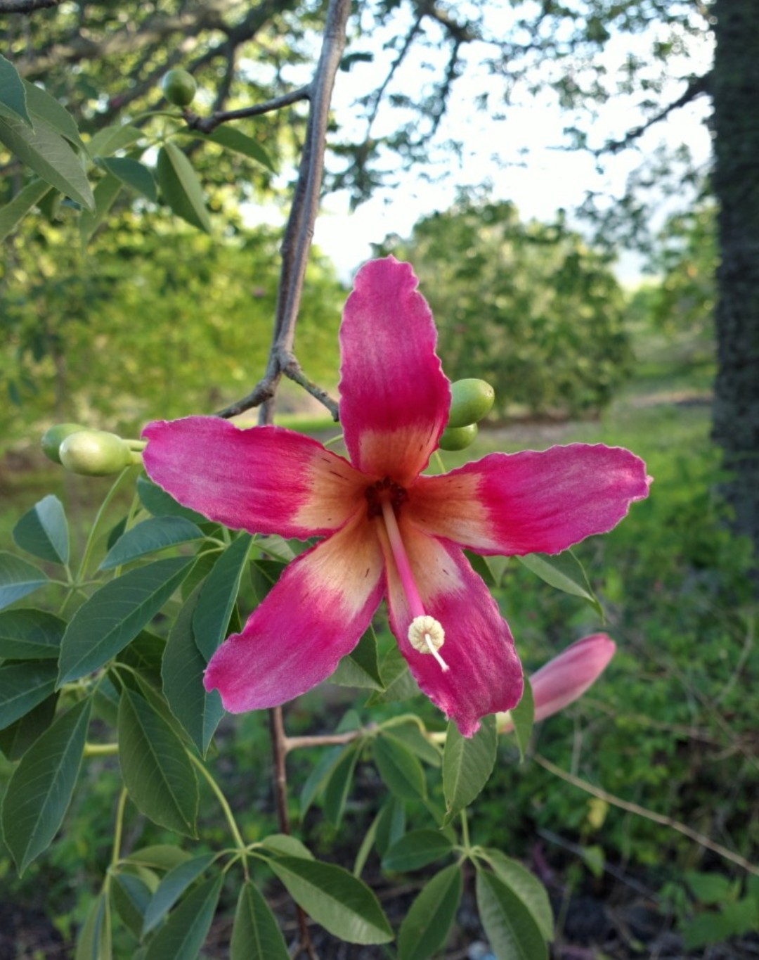 トックリキワタ（徳利木綿）の判定方法 (Ceiba speciosa)