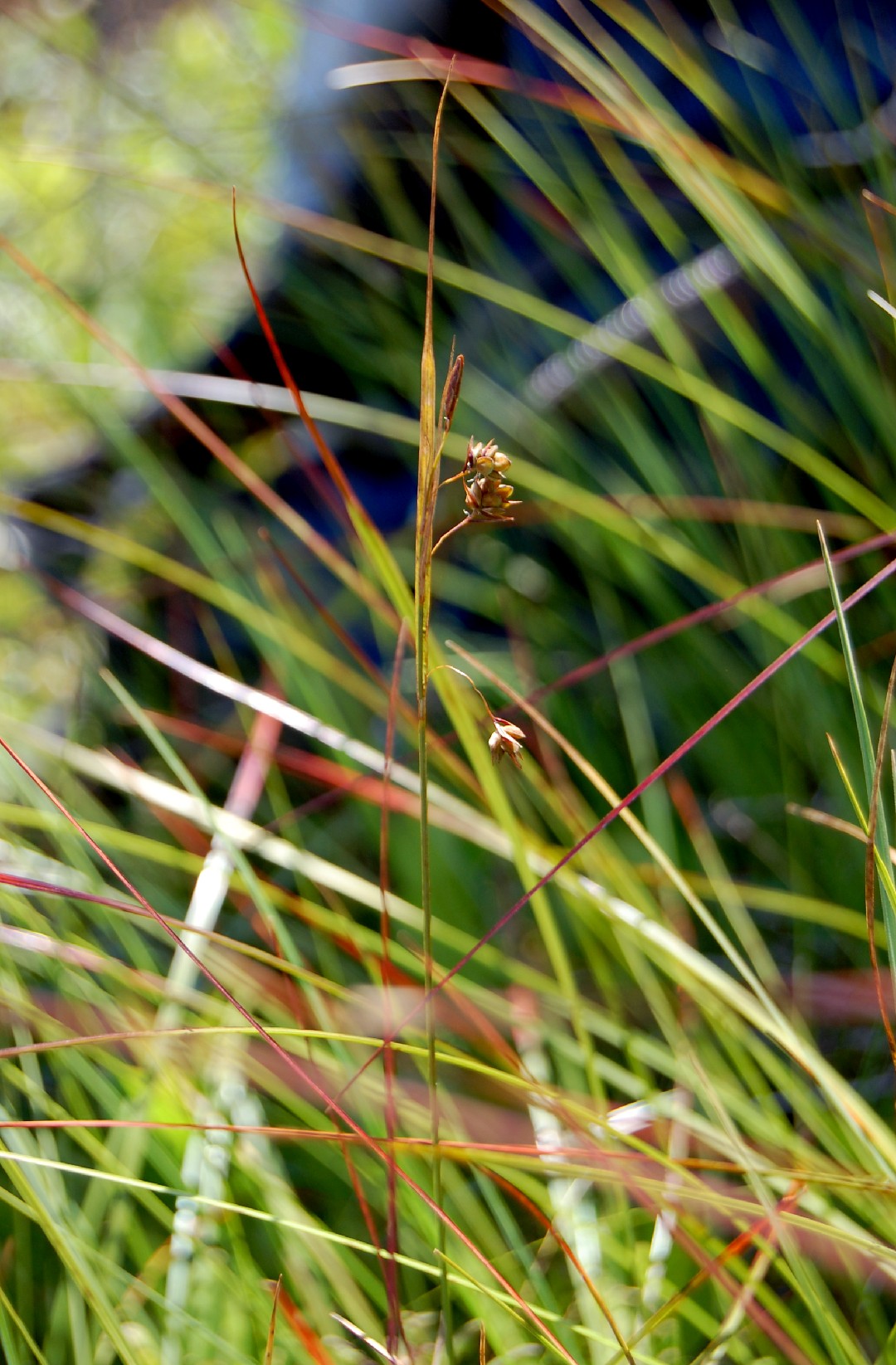 Осока заливная (Carex magellanica) - PictureThis