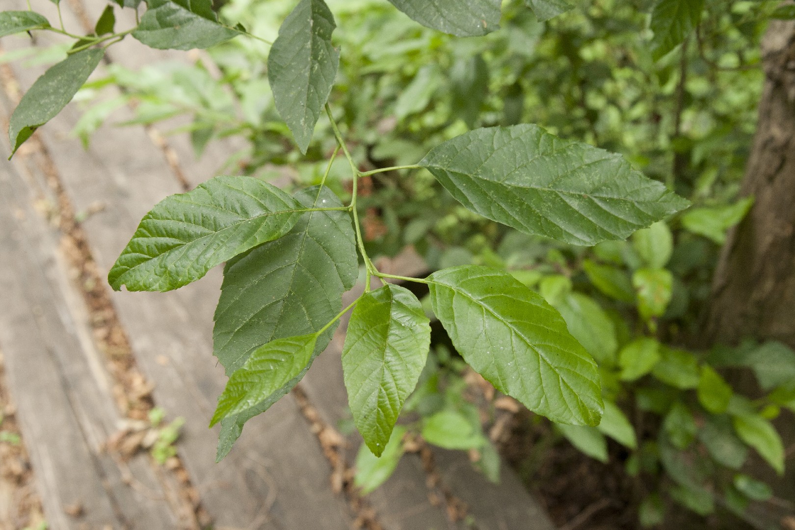 Ольха японская (Alnus japonica) - PictureThis